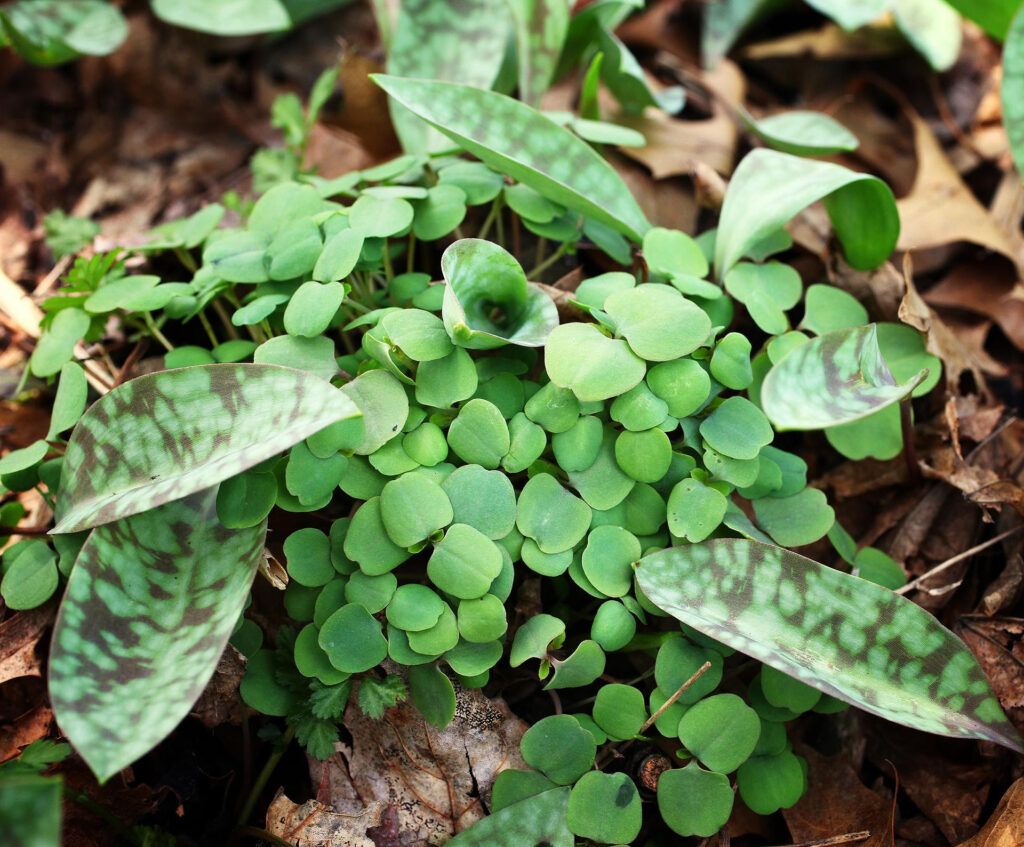 Spring at San Damiano Park