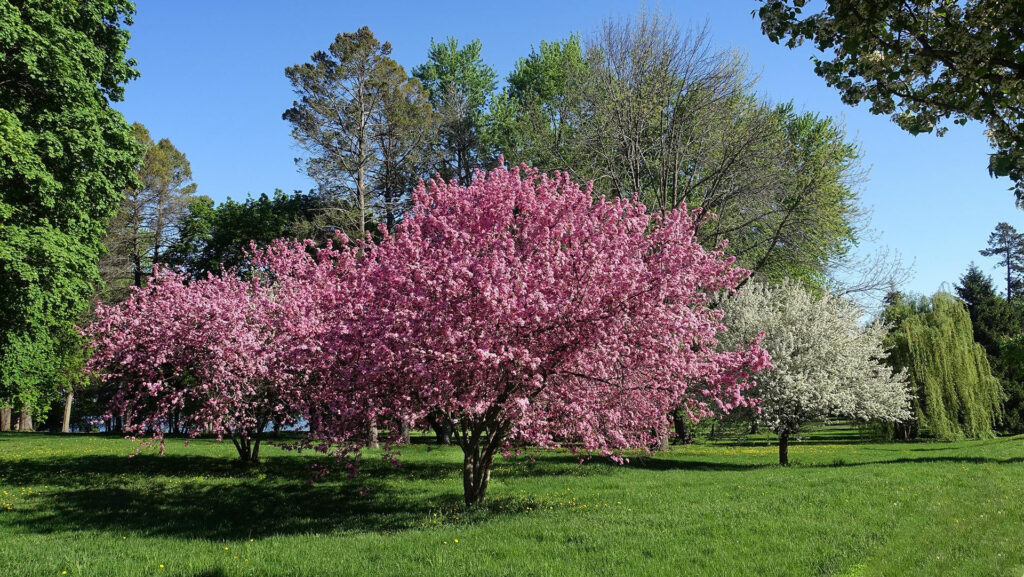 Crapapple Blossoms, photo credit: Greg Bleck