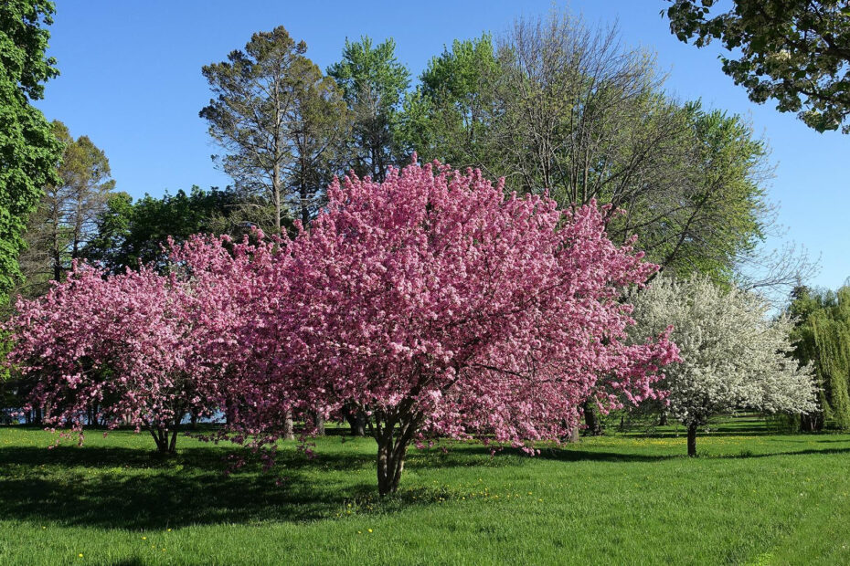 Crabapple blossoms, photo credit Greg Bleck