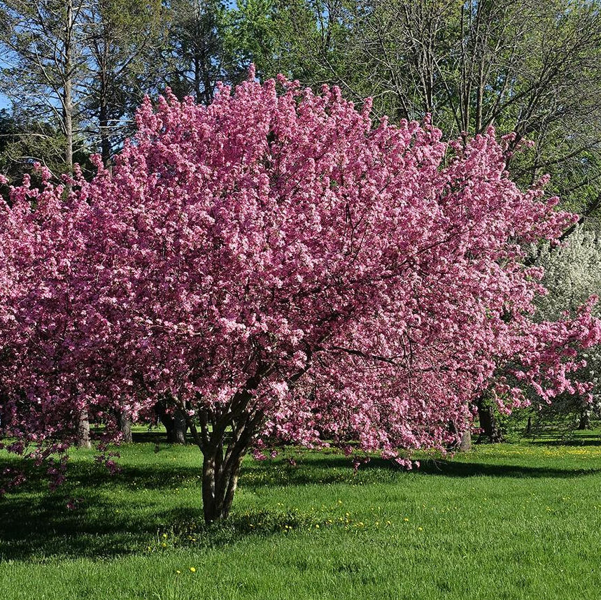Crabapple Blossoms, photo by Greg Bleck Crabapple blossoms, photo credit Greg Bleck